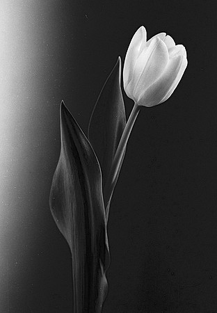 tulip