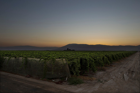Giumarra Vineyards