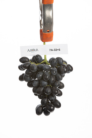 Grapa Varieties
